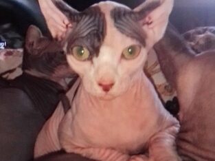 Heart spotted elf sphinx