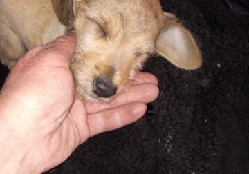 Mini schnauzer for sale 2 mo