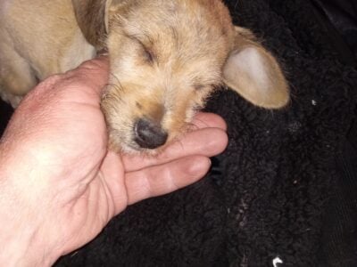 Mini schnauzer for sale 2 mo