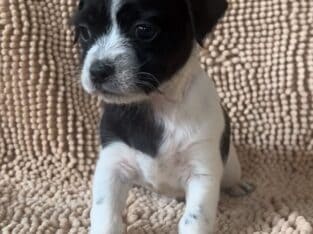 Bentley – Adorable ShiChi Male Puppy