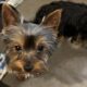 CKC Teacup Yorkie puppies