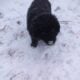 Newfoundland puppies