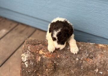 Goldendoodle Puppies!!