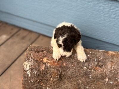 Goldendoodle Puppies!!