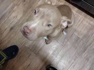 1 1/2 yr old male red nose pit free