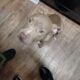 1 1/2 yr old male red nose pit free
