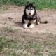 SuzyQs Koda