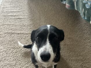 Two Bonded Dogs