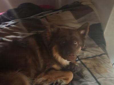 Husky,malimute,shepard