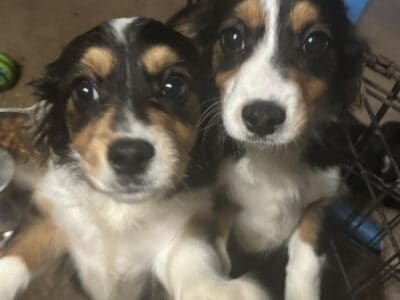 Corgi / cavalier mix puppies