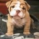 AKC registered-Top Quality-English bulldog pups