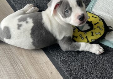 One puppy left… Best puppy ever… don’t miss out