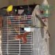 Fun loving parakeets