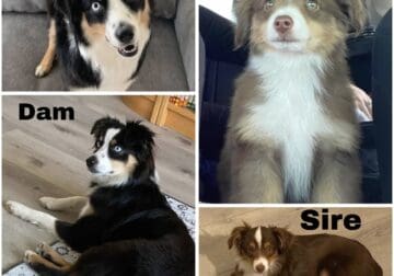 ASDR Mini Australian Shepherd Puppies