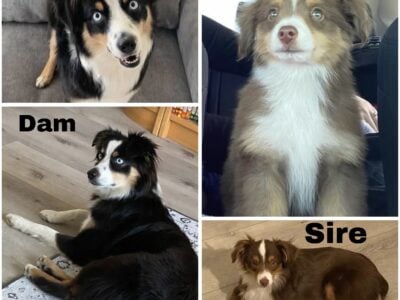 ASDR Mini Australian Shepherd Puppies