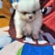 Pomeranian – Merle female