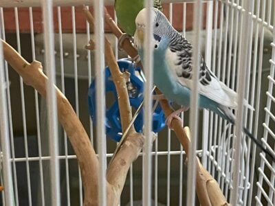 2 Parakeets Plus cage