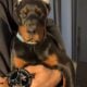 Doberman Puppies