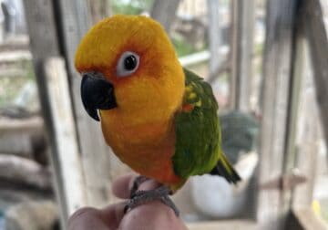 Conures