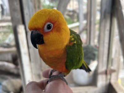 Conures