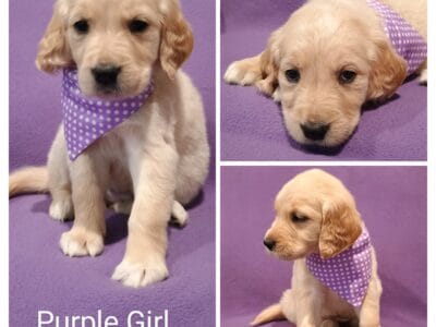 Golden Retriever Puppies