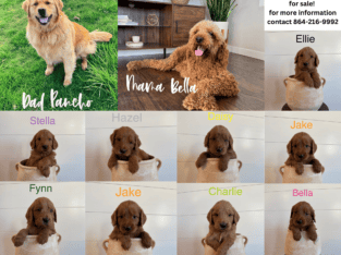 Goldendoodle puppies