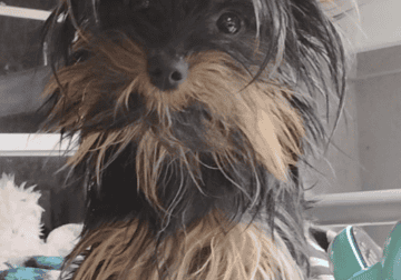 Morkie Girl