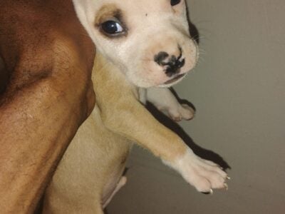 Pitbull terrier puppies
