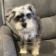 CKC MINI SCHNAUZER