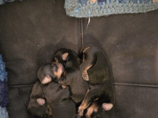 Teacup Yorkie puppies