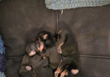 Teacup Yorkie puppies