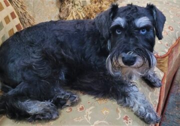 AKC Female Miniature Schnauzer