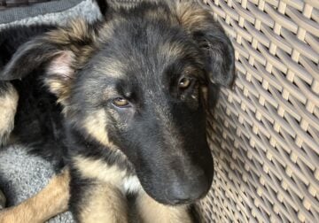 German Shepard pup