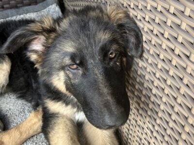 German Shepard pup