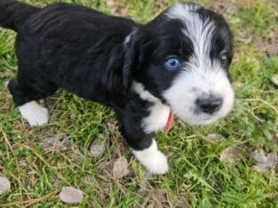 Aussie doodle puppies-7 weeks old