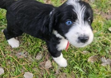 Aussie doodle puppies-7 weeks old