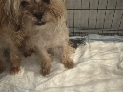 Dogs for sale