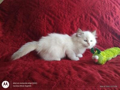 PURRFECT COMPANIONS: Rhapsody’s Litter