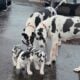 Mia, Great Dane