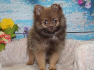 Pomeranian Puppies