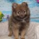 Pomeranian Puppies