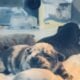 French Bull Dog Puppies