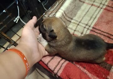 Puppies for sale