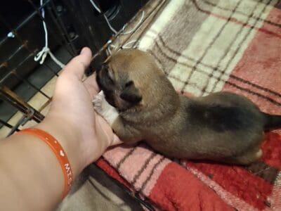 Puppies for sale