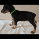 Doberman puppies