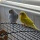Fun loving parakeets