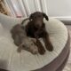 Puppies for FREE