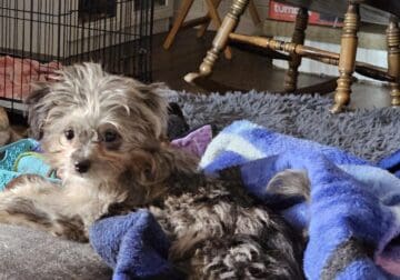 Toy Assiedoddle needs rehoming