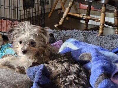 Toy Assiedoddle needs rehoming