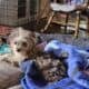 Toy Assiedoddle needs rehoming
